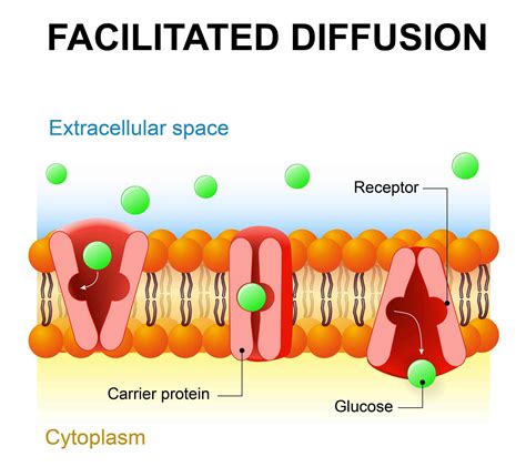 We'll talk about filtration as it occurs in the kidney, and then finally, there's also what's called facilitated diffusion, facilitated diffusion, which, unlike diffusion as I've listed above, facilitated diffusion utilizes the help of a protein channel, which is exactly what we talked about right here.